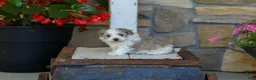 Havanese dogs for sale: AKC Connor - Ad 1