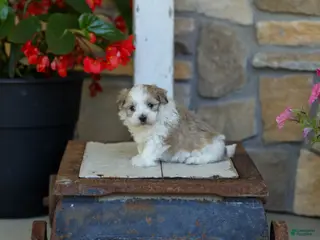 Havanese dogs for sale: AKC Connor - Ad 3