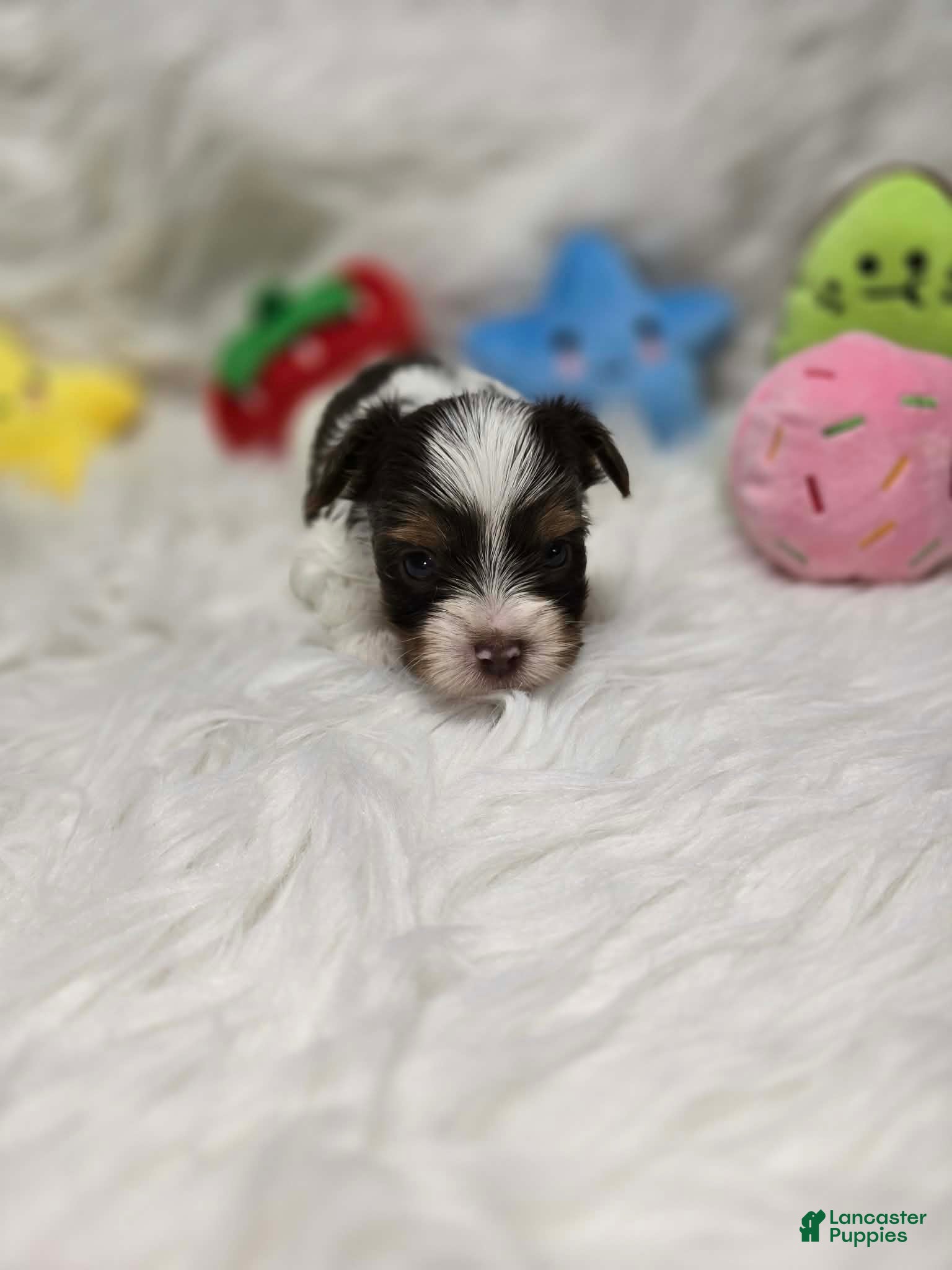 Yorkshire Terrier dogs Boy 1 - Ad 27