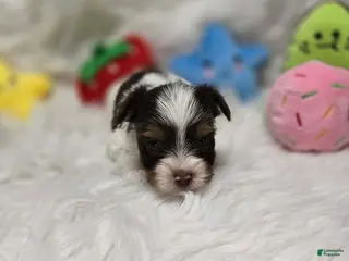 Yorkshire Terrier dogs Boy 1 - Ad 27