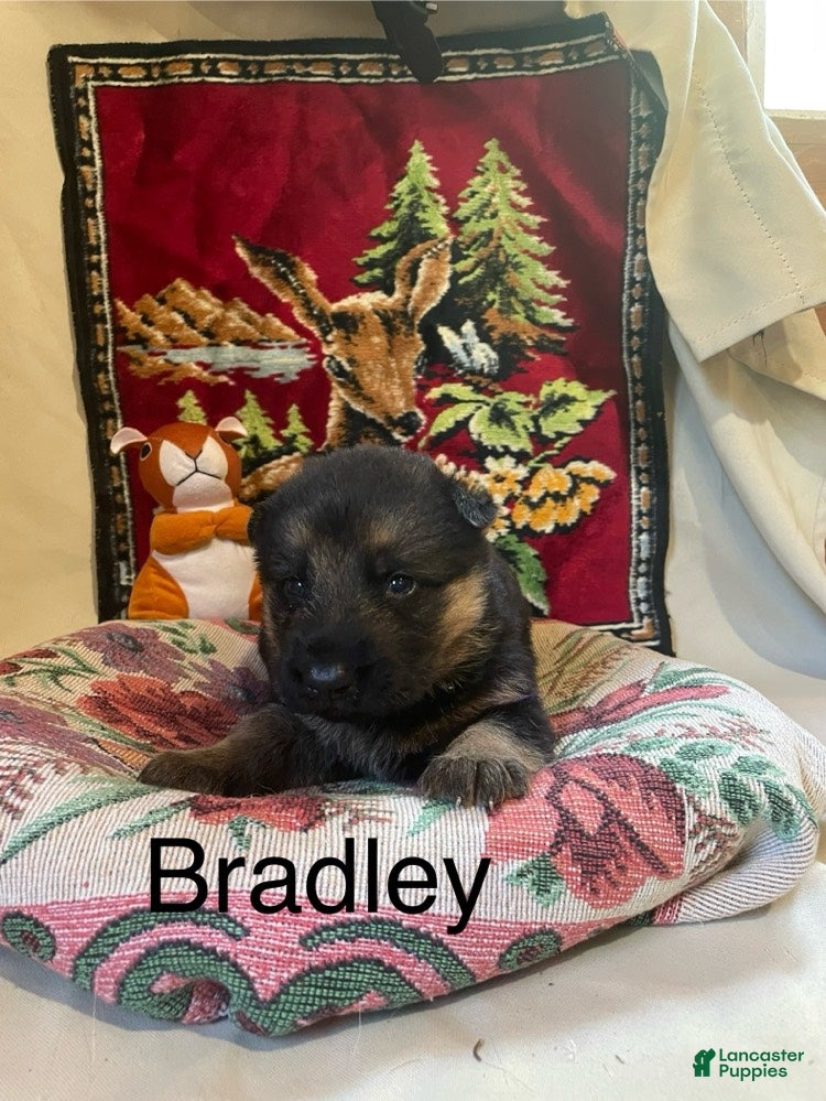 German Shepherd dogs Bradley - Ad 1