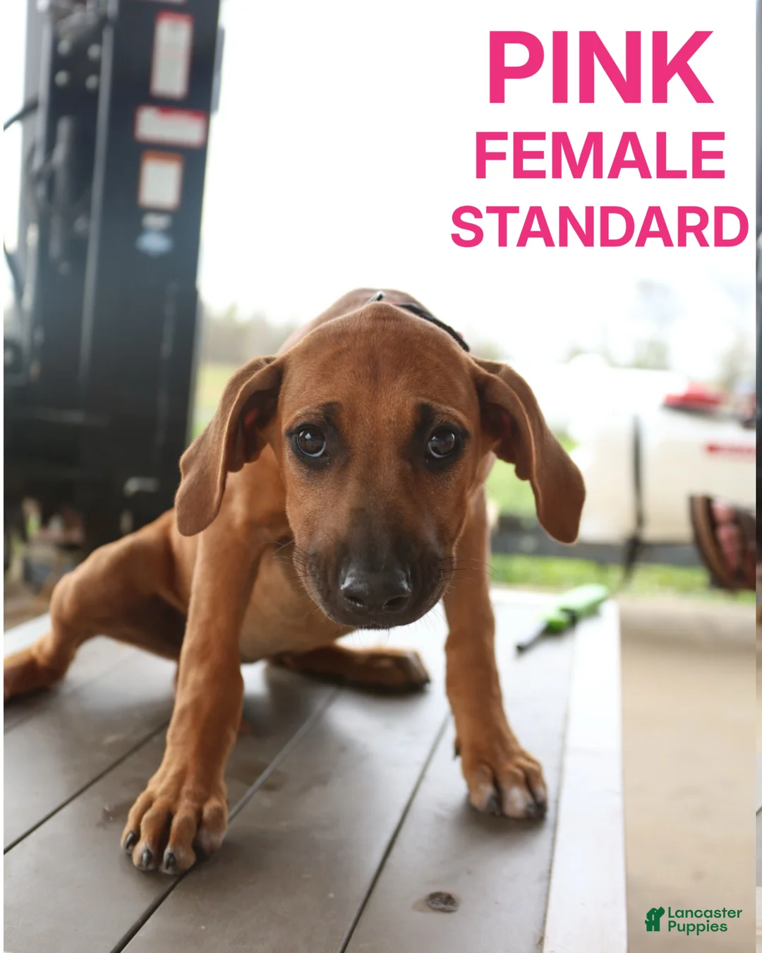 Rhodesian Ridgeback dogs for sale: Rhodesian Ridgeback Puppy 7 - Ad 1