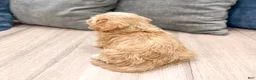 Cavachon dogs for sale: Benji - Ad 5