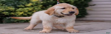 Arnette ACA Golden Retriever Pup
