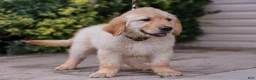 Golden Retriever dogs for sale: Arnette ACA Golden Retriever Pup - Ad 2