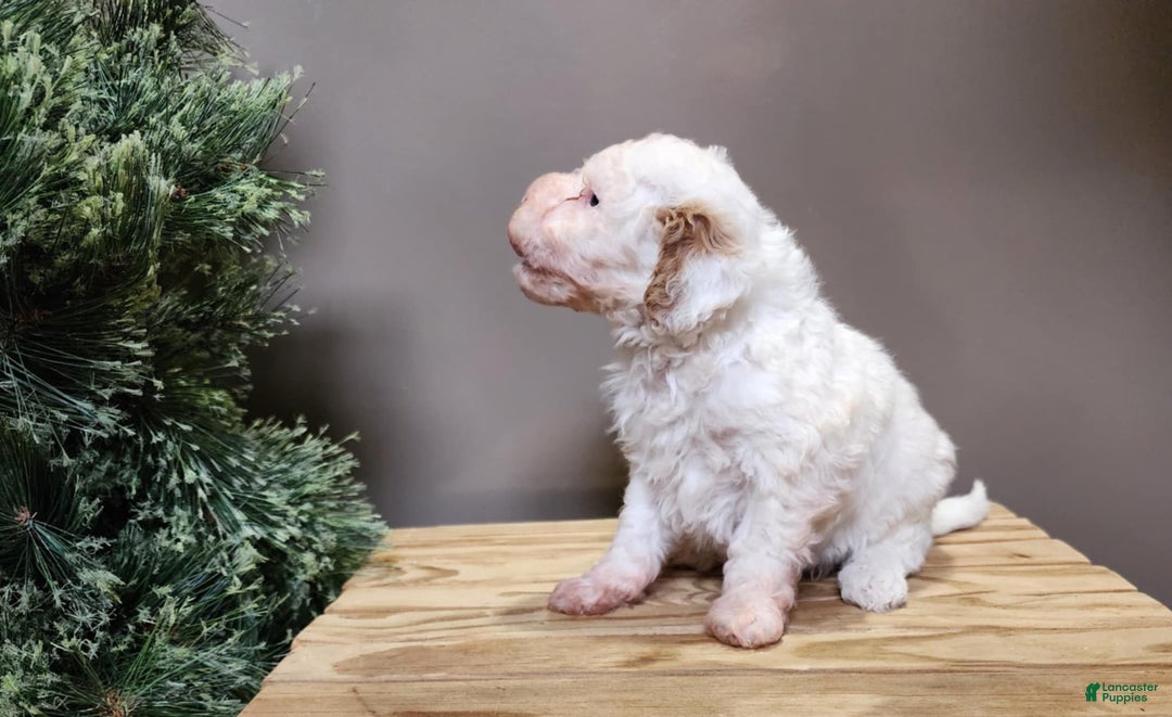 Mini Bernedoodle dogs for sale: Rudolph - Ad 6