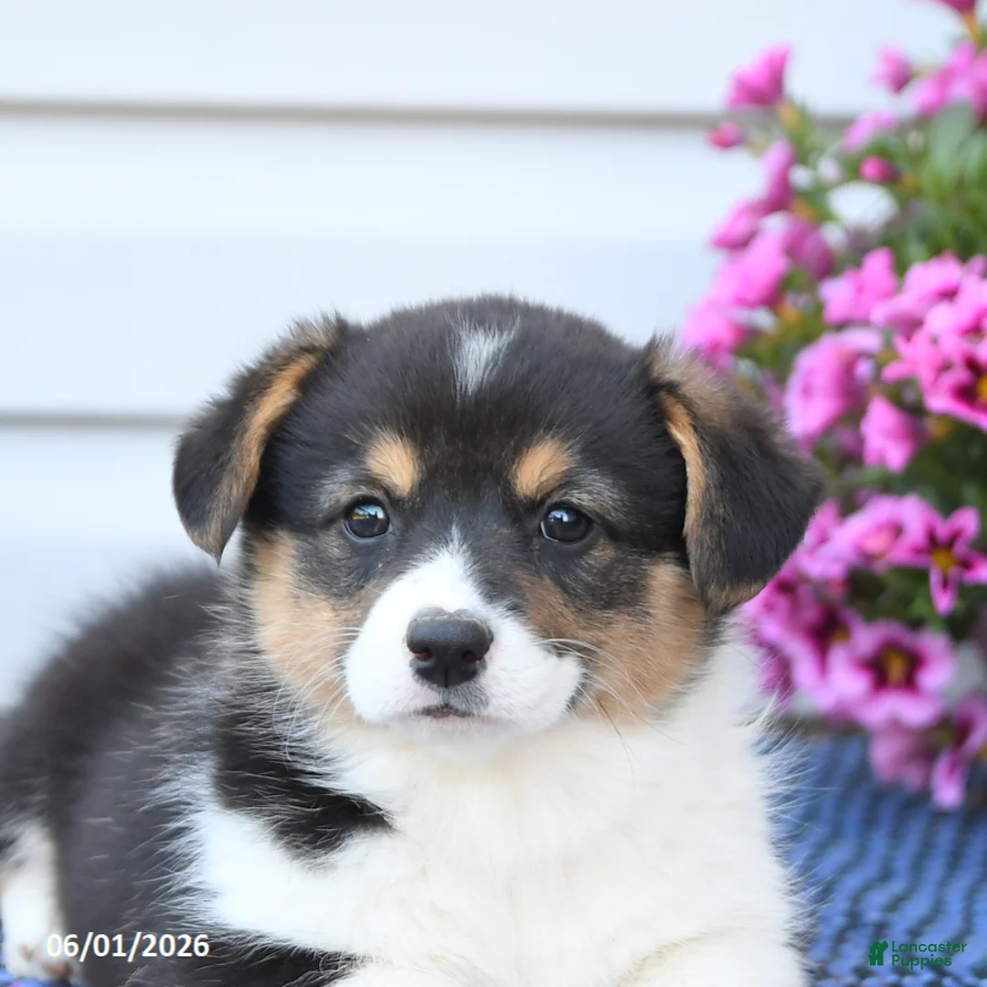 Welsh Corgi Pembroke dogs for sale: Ruby - Ad 5