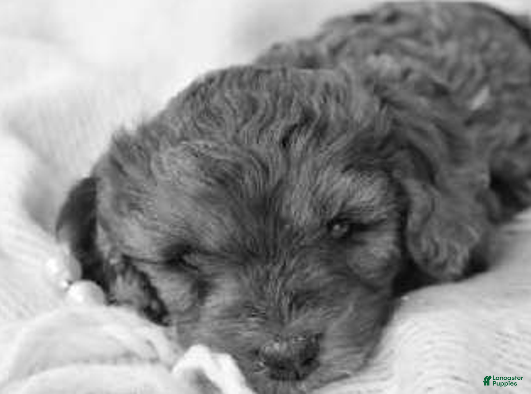 Cavapoo dogs for sale: Forrest - Ad 4