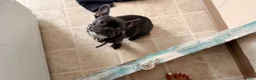 Frenchton dogs for sale: Bubby - Ad 4