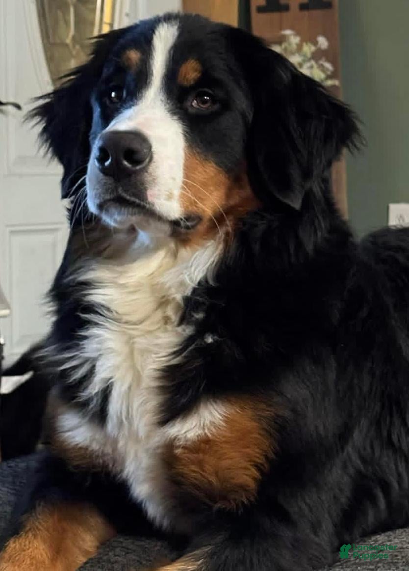 Bernese Mountain Dog dogs Moxie - Ad 2