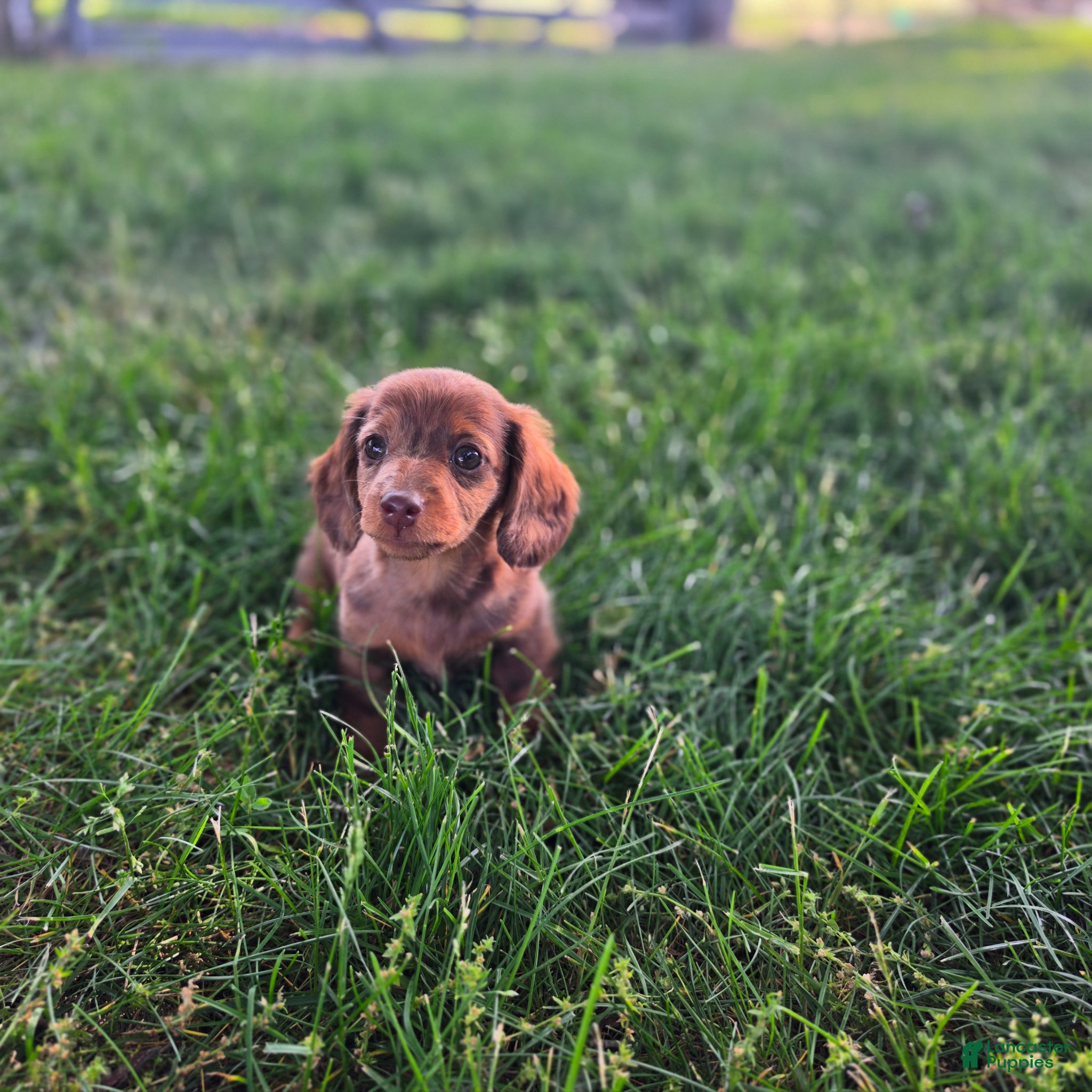 Miniature Dachshund dogs Callie - Ad 1