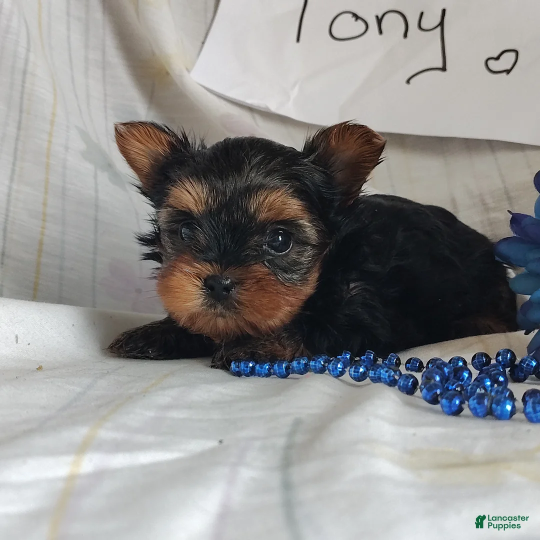Yorkshire Terrier dogs for sale: Tony - Ad 3