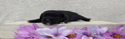 Shihpoo dogs for sale: Bonnie - Ad 1