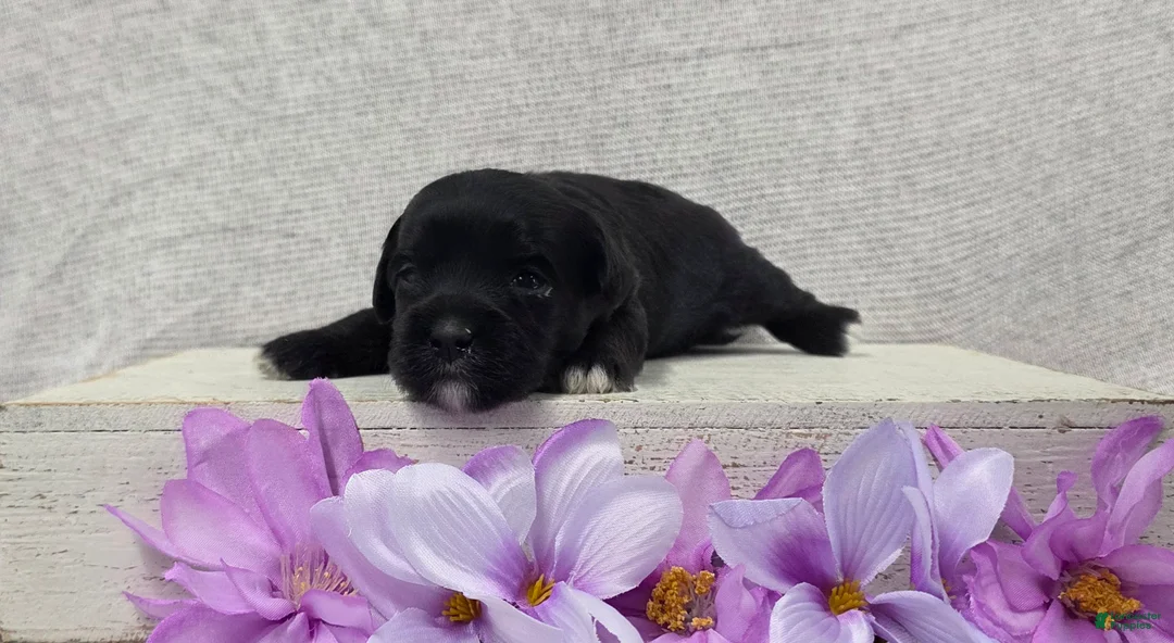 Shihpoo dogs for sale: Bonnie - Ad 1