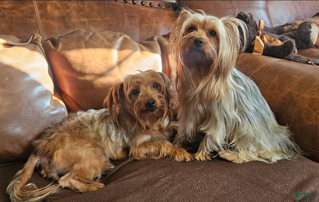 Yorkshire Terrier dogs Yorkshire Terrier Puppy 4 - Ad 2