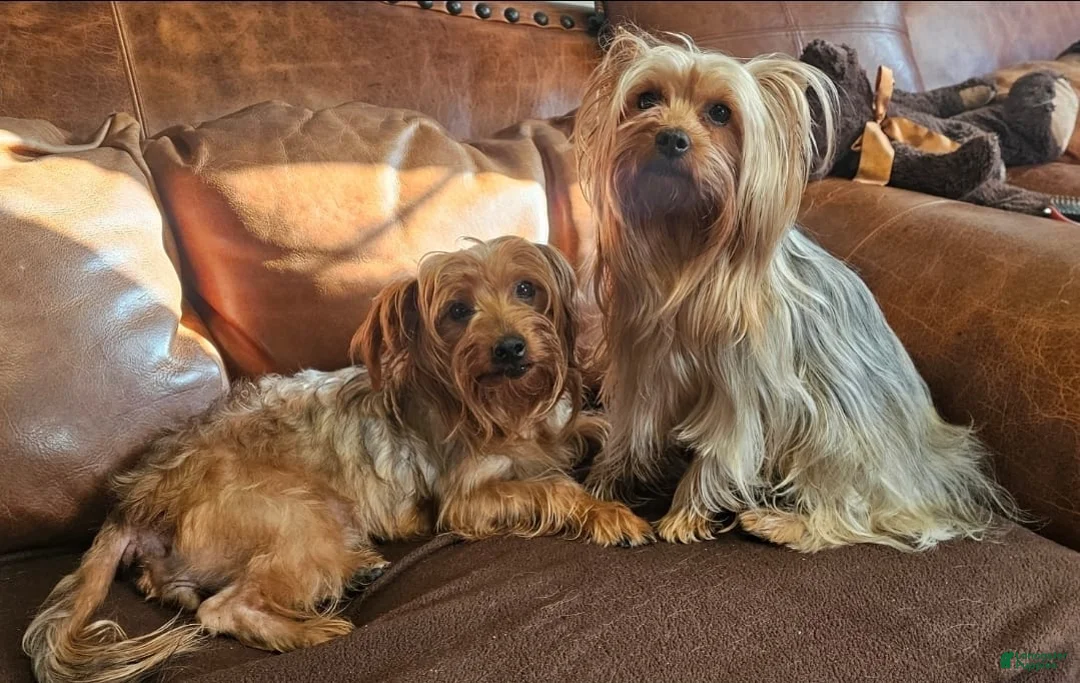 Yorkshire Terrier dogs for sale: Yorkshire Terrier Puppy 3 - Ad 2