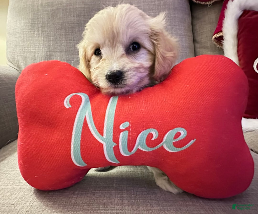 Cavachon dogs for sale: Maggie  - Ad 3