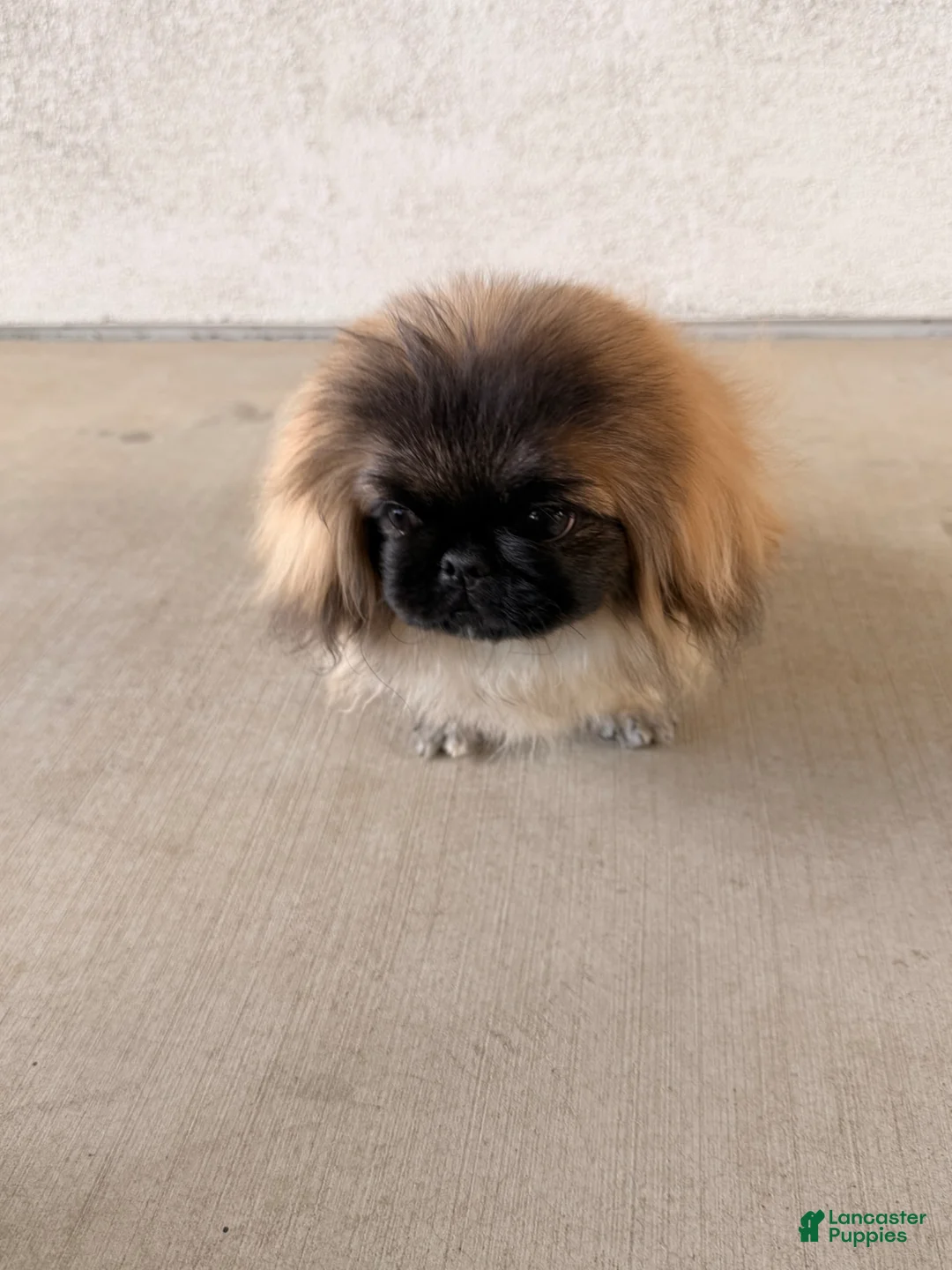 Pekingese dogs for sale: Pekingese Puppy 1 - Ad 4
