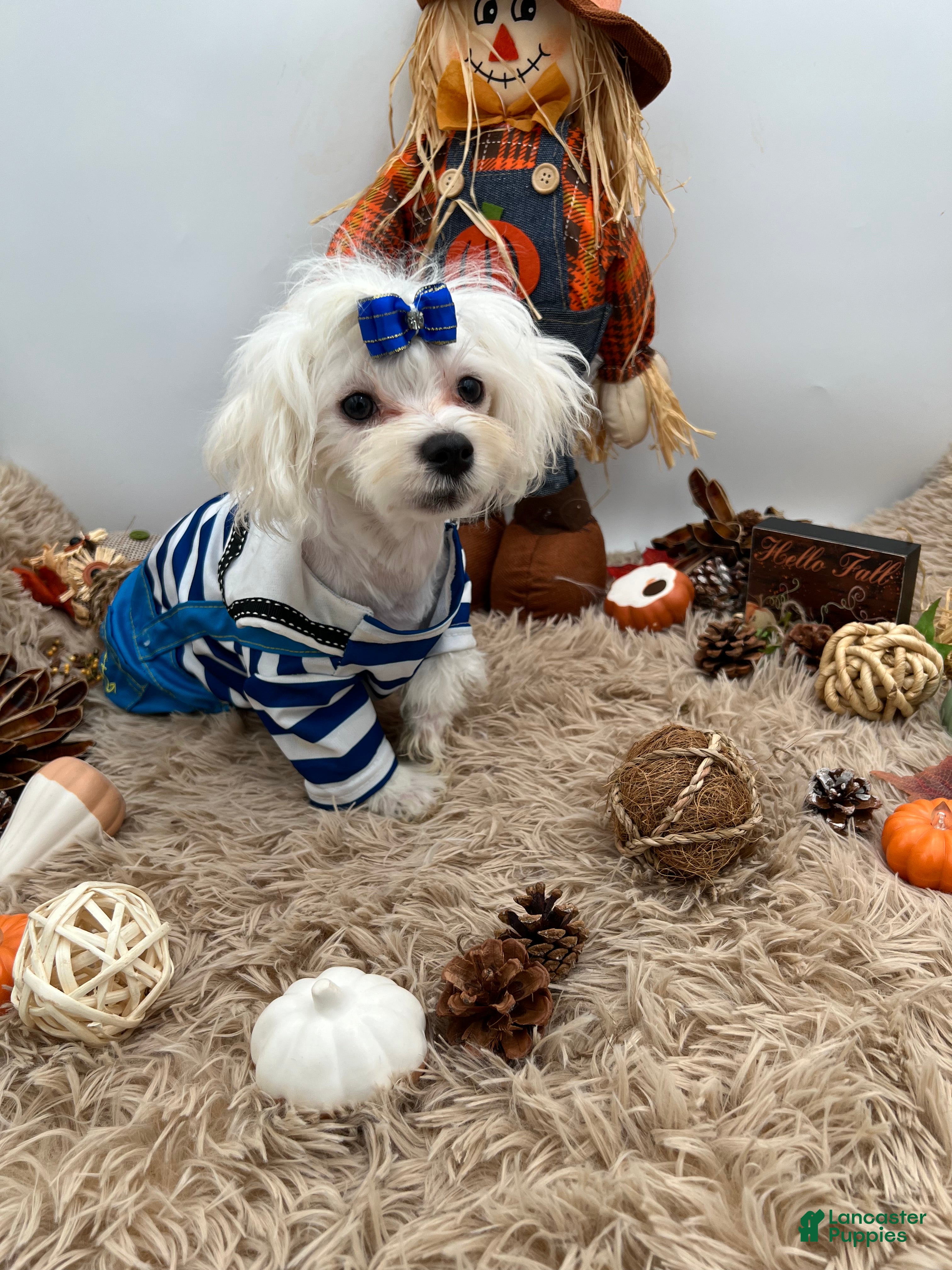 Maltese dogs AKC Max the Korean Maltese $2500 - Ad 1