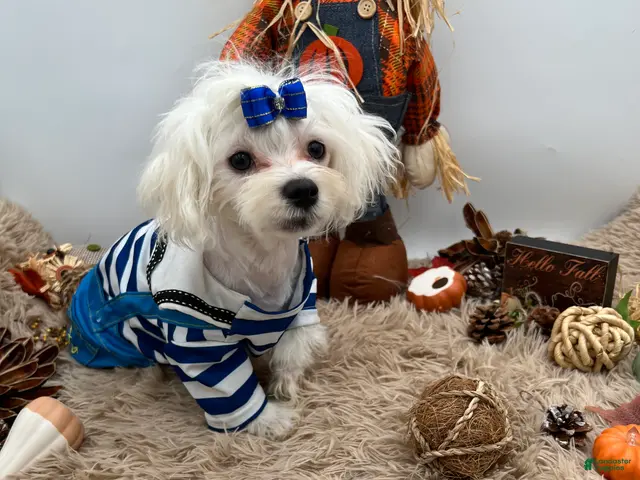 Maltese dogs AKC Max the Korean Maltese $2500 - Ad 1