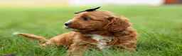 Cavapoo dogs for sale: Max 🐾🐶 - Ad 15