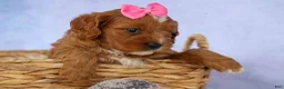 Cavapoo dogs for sale: Mia Rose🎀 - Ad 8
