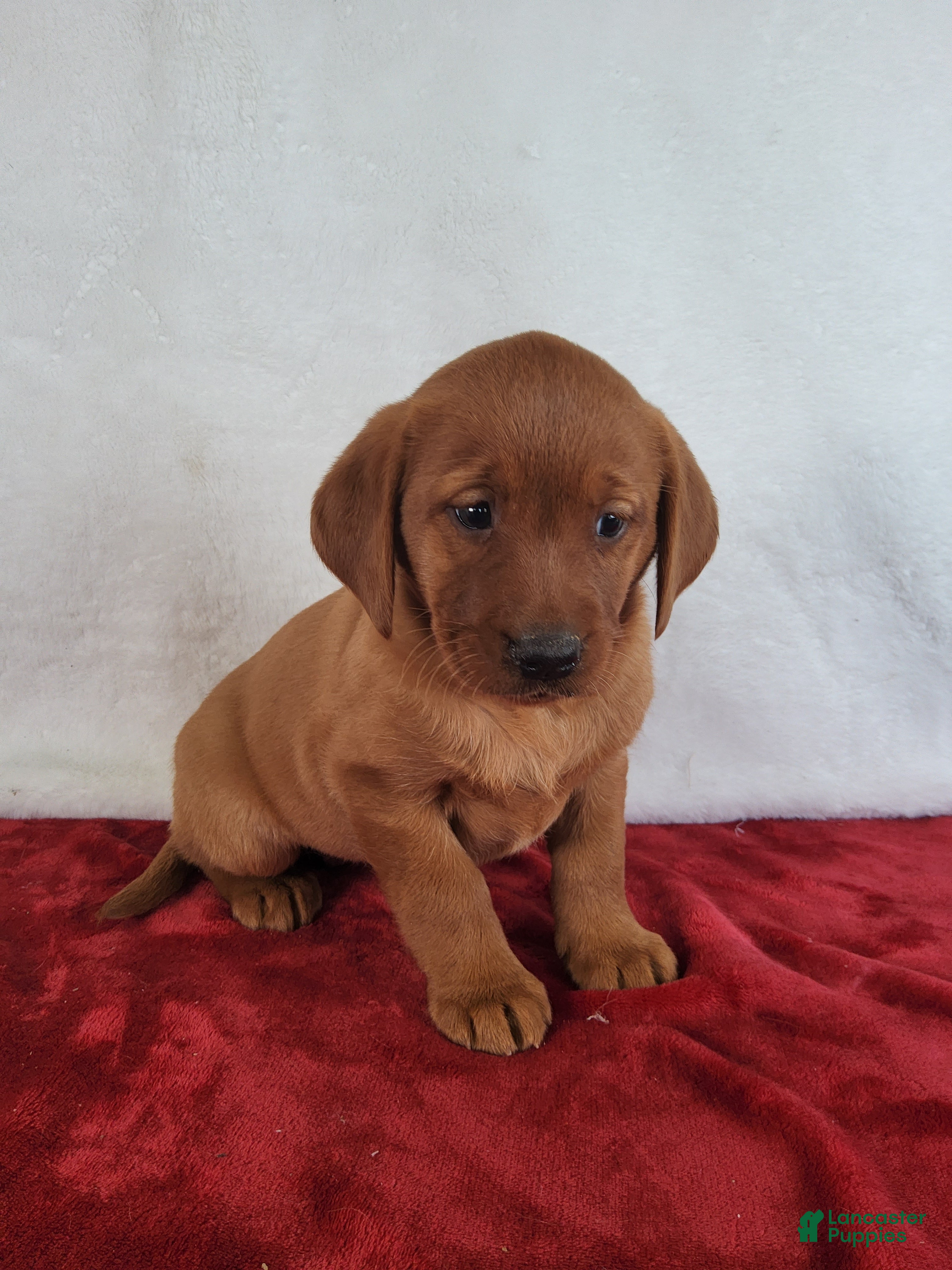 Labrador Retriever dogs for sale: Penny - Ad 2