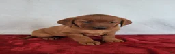 Labrador Retriever dogs for sale: Penny - Ad 2