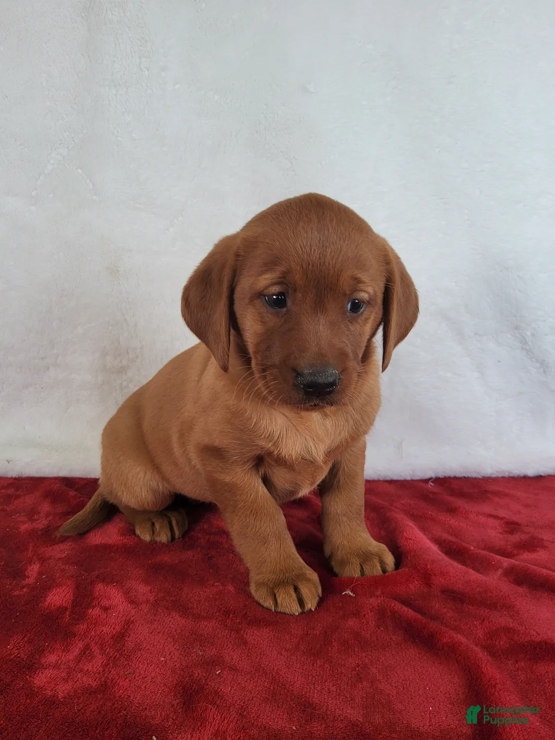 Labrador Retriever dogs for sale: Penny - Ad 2