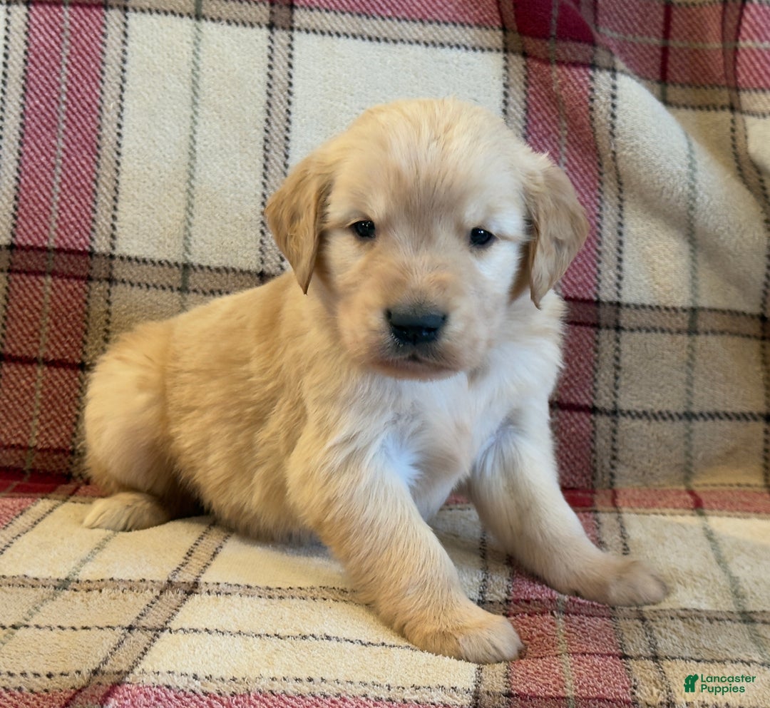 Golden Retriever dogs for sale: Sammy - Ad 4