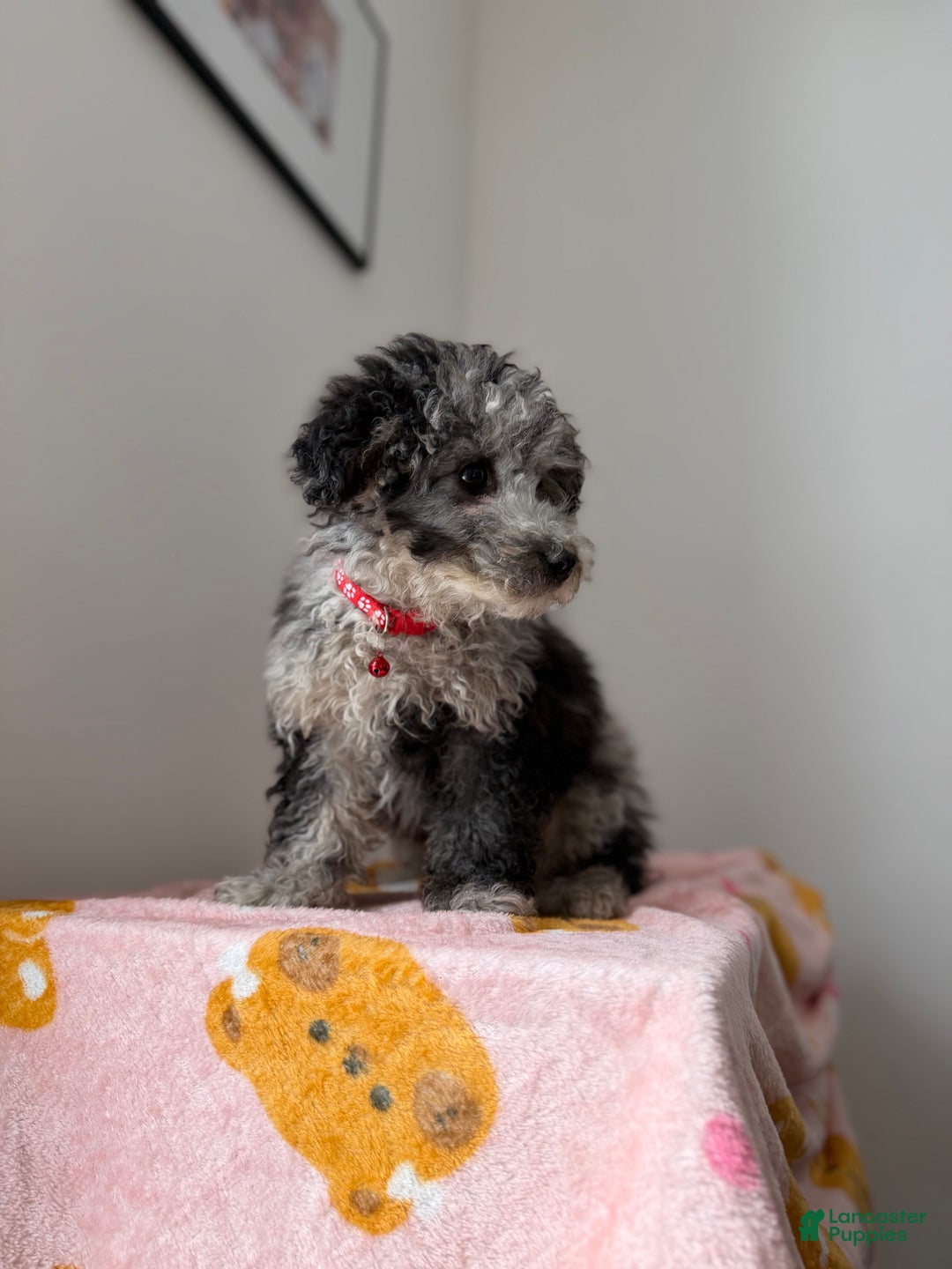 Toy Poodle dogs for sale: Chrome  - Ad 3