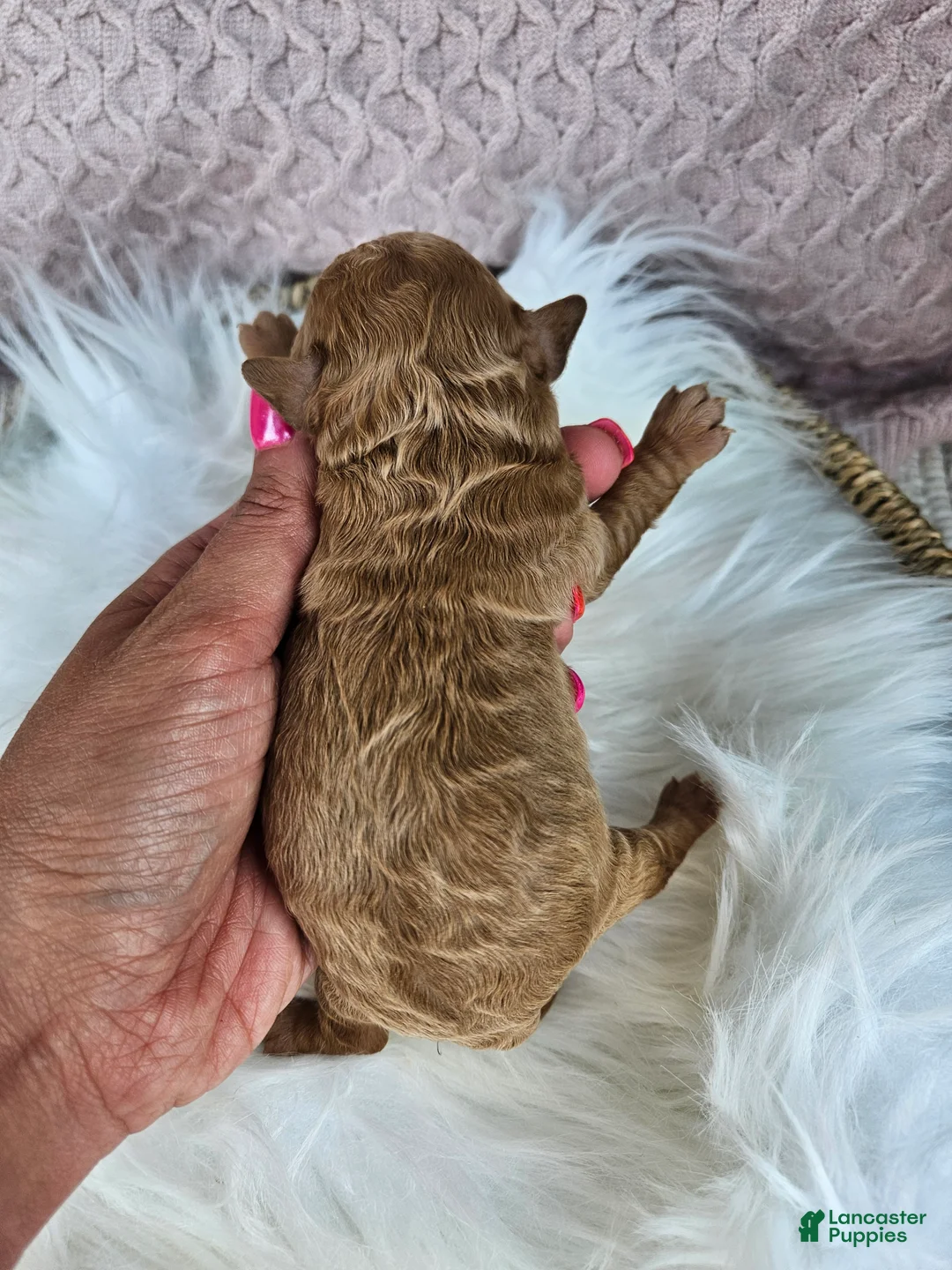 Bichpoo dogs for sale: Rusty - Ad 2