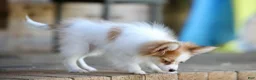 Papillon dogs for sale: Nerf - Ad 13