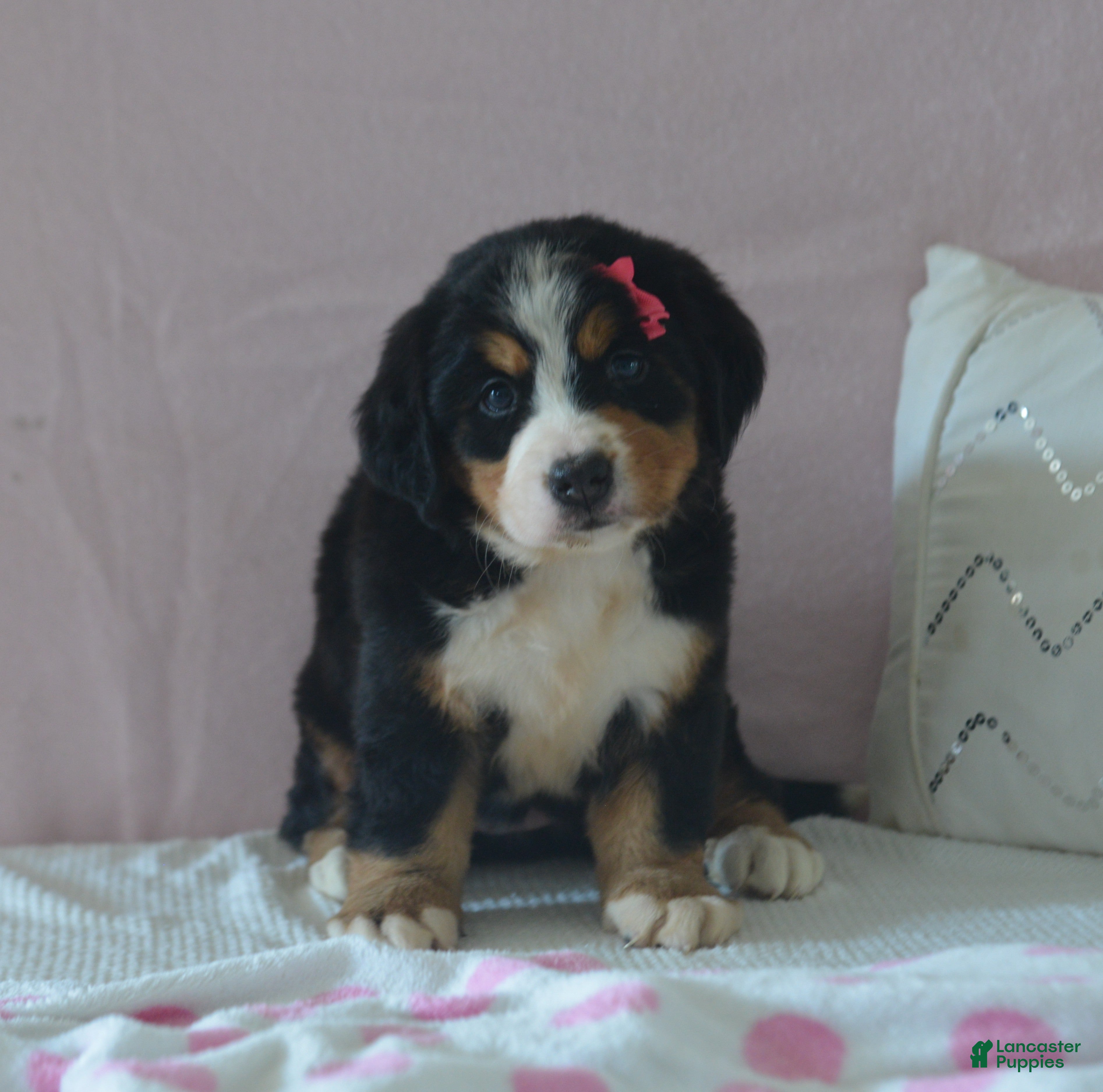 Bernese Mountain Dog dogs Eva - Ad 2