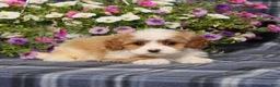 Cavapoo dogs for sale: BJ's Wanda - Ad 5