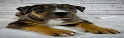American Bully dogs for sale: XL American Bully Puppy Male - Ad 8