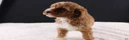 Mini Goldendoodle dogs for sale: Brewster - Ad 2