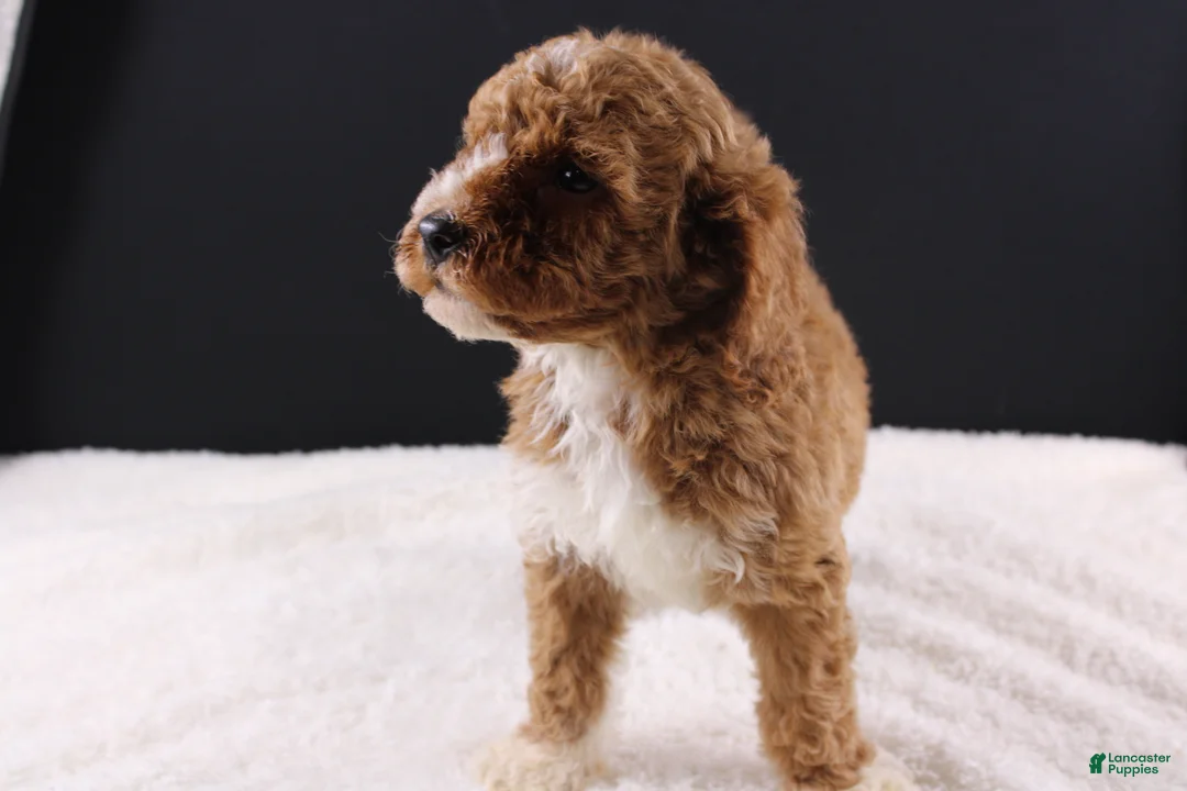 Mini Goldendoodle dogs for sale: Brewster - Ad 2