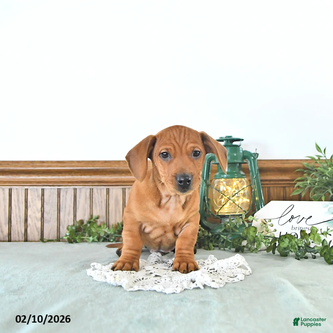 Miniature Dachshund dogs for sale: Beau - Ad 4