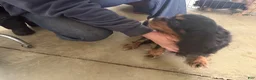 Cavalier King Charles Spaniel dogs for sale: Cavalier King Charles Spaniel Puppy 1 - Ad 5