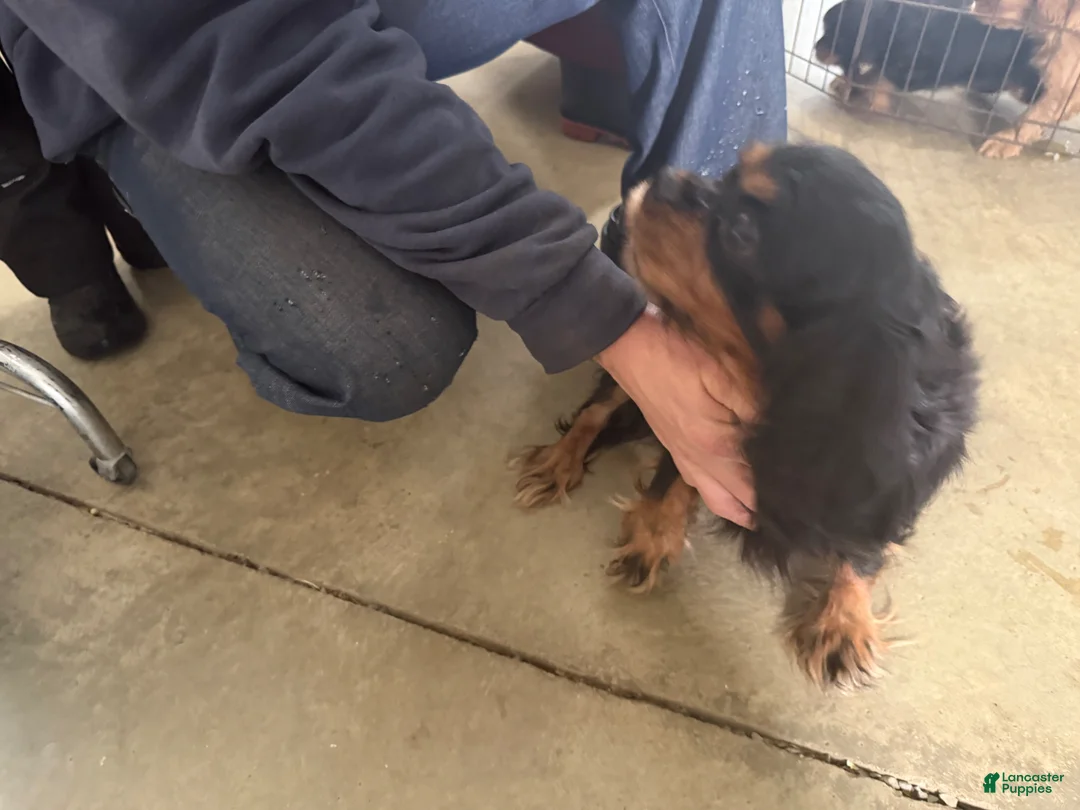 Cavalier King Charles Spaniel dogs for sale: Cavalier King Charles Spaniel Puppy 1 - Ad 5