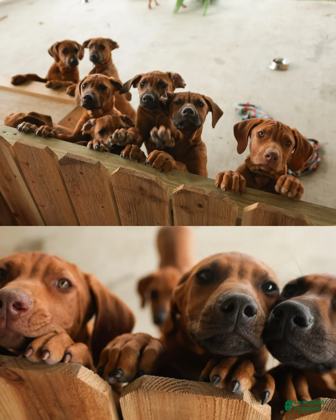 Rhodesian Ridgeback dogs for sale: Rhodesian Ridgeback Puppy 6 - Ad 2