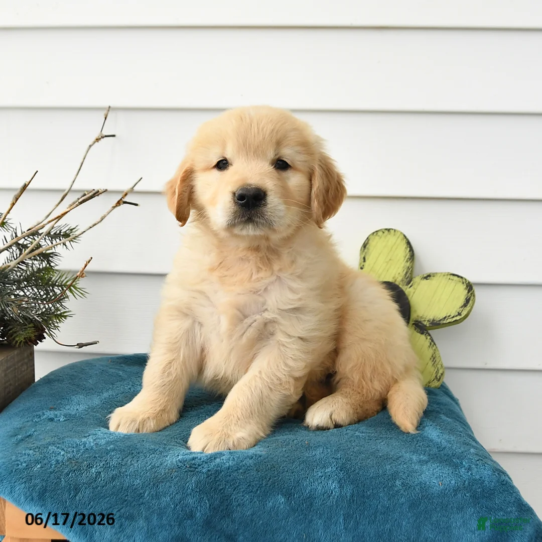 Golden Retriever dogs for sale: Micky - Ad 2