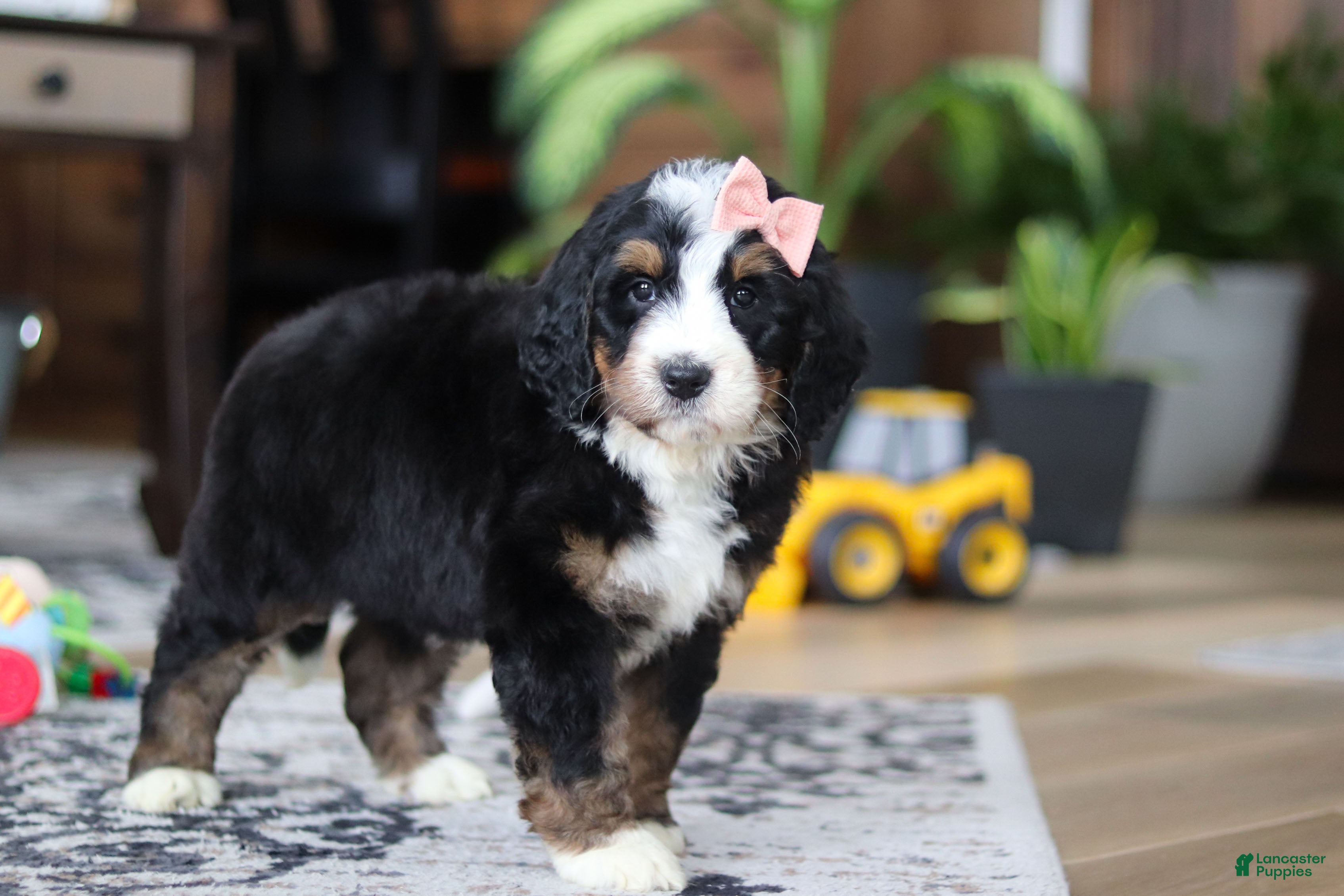 Bernedoodle dogs Lulu - Ad 2