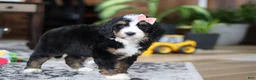 Bernedoodle dogs for sale: Lulu - Ad 2