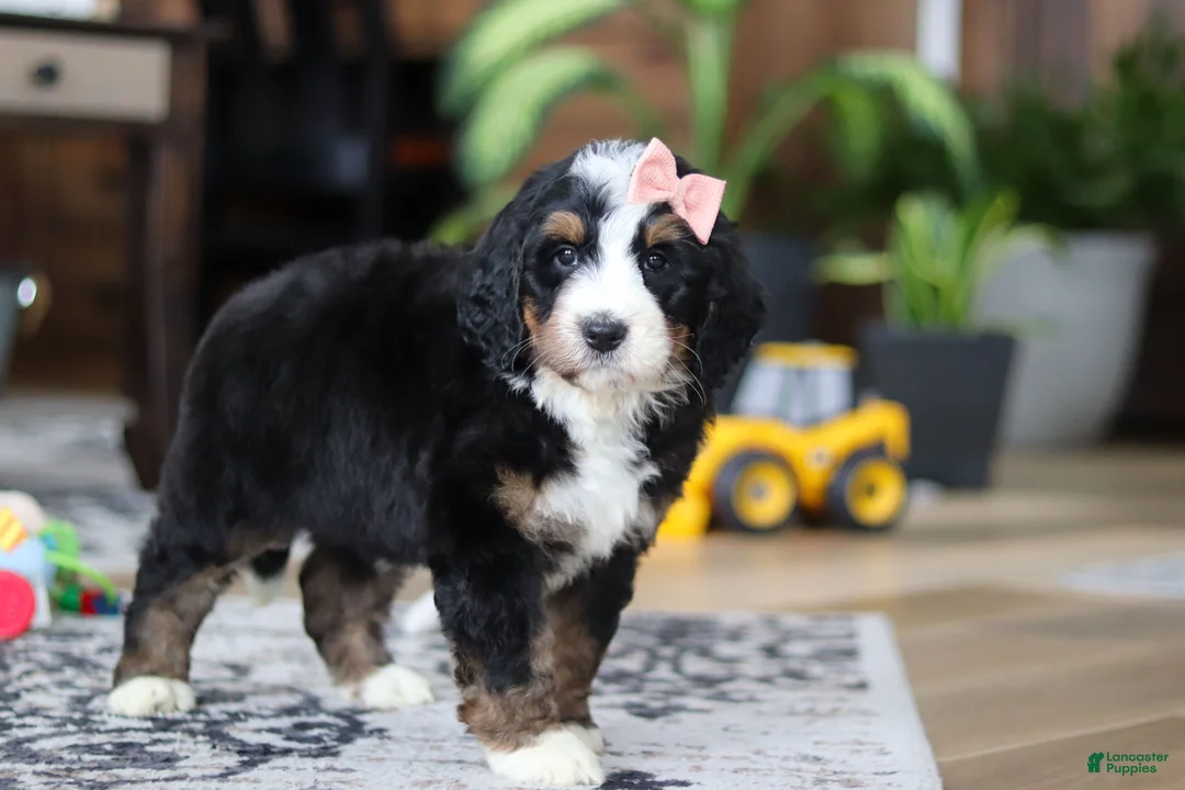Bernedoodle dogs for sale: Lulu - Ad 2
