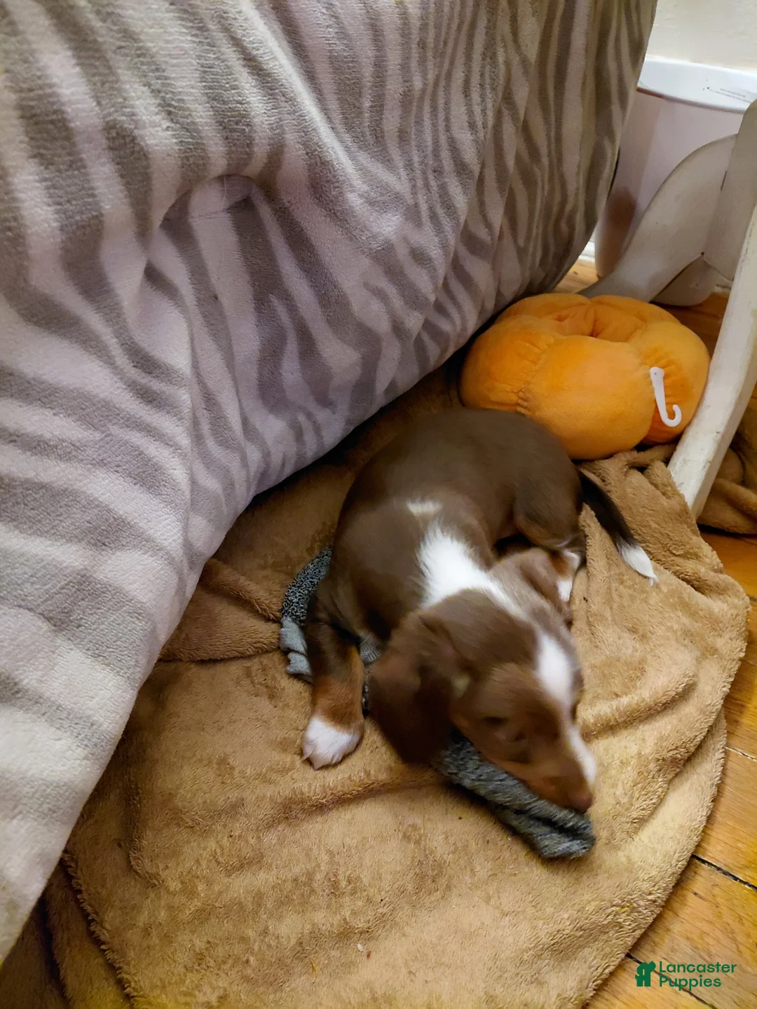 Miniature Dachshund dogs for sale: Louise - Ad 7