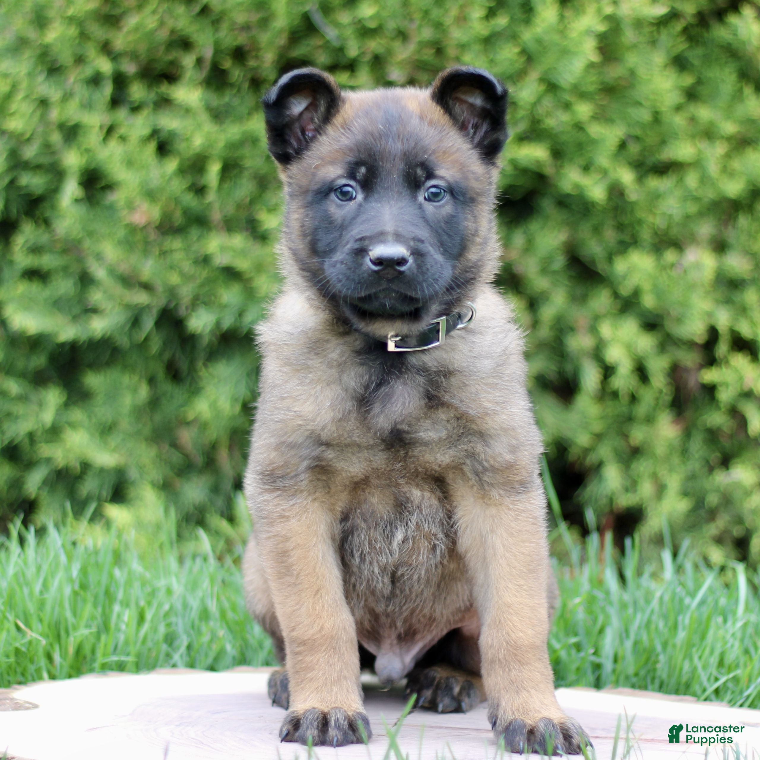 Belgian Malinois dogs Sarge  - Ad 2