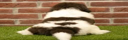 Newfoundland dogs for sale: Bambi - Ad 6