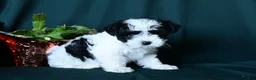 Mixed Breed dogs for sale: Patches  - Ad 3